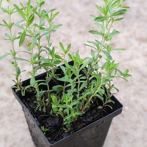 2x Live plants Winter Savory Satureja montana Culinary Herb Fragrant Decorative